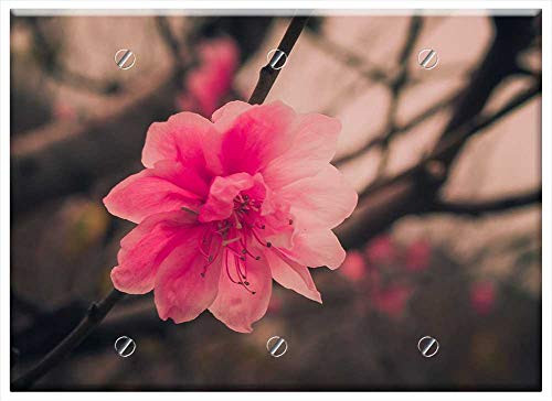 Triple Blank Wall Plate Cover - Flower Nature Flora Branch Outdoors