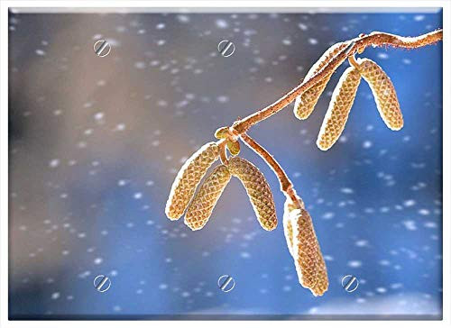 Triple Blank Wall Plate Cover - Corkscrew Hazel Branch Tree Kahl Winter Nature
