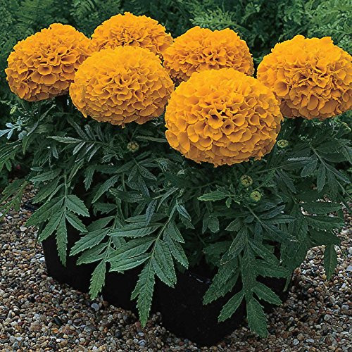 African Marigold Flower Garden Seeds - Antigua Series F1 - Orange - 100 Seeds - Annual Flower Gardening Seeds - Tagetes erecta