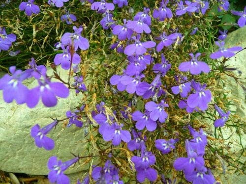 200S-e-e-ds Lilac Lobelia Regatta Purple Erinus S-e-e-ds