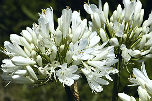 25S-e-e-ds Agapanthus White and Purple Mix Lily Of The Nile S-e-e-ds 25S-e-e-ds Agapanthus White and Purple Mix Lily Of The Nile S-e-e-ds
