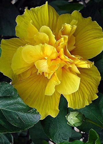 LGKO 20 Double Yellow Hibiscus S-e-e-d-s Flowers S-e-e-d Perennial Flowers