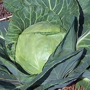 HeirloomSupplySuccess 50 Heirloom Late Dutch Flat Cabbage Seeds