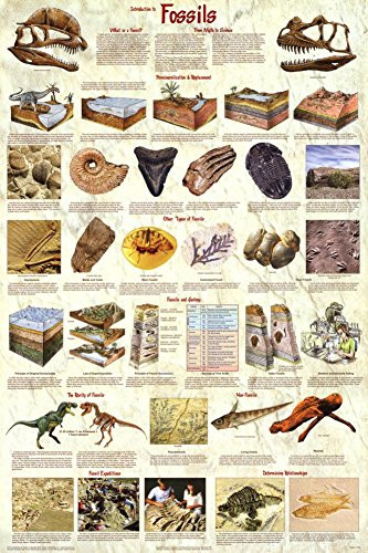 Introduction to Fossils Education Poster 24 By 36 Inches