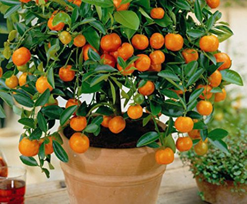 10 Edible Fruit Mandarin Bonsai Tree Seeds- Citrus Bonsai Mandarin Orange Seeds