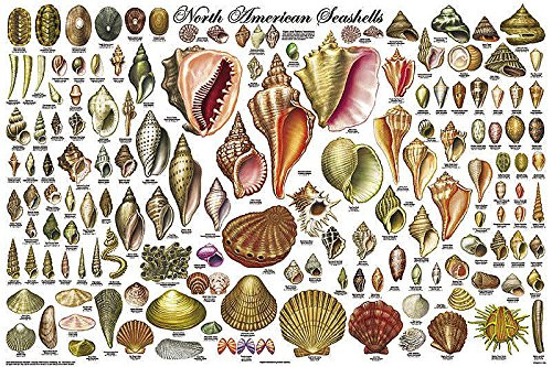 North American Seashells Educational Science Classroom Chart Print Poster 24x36