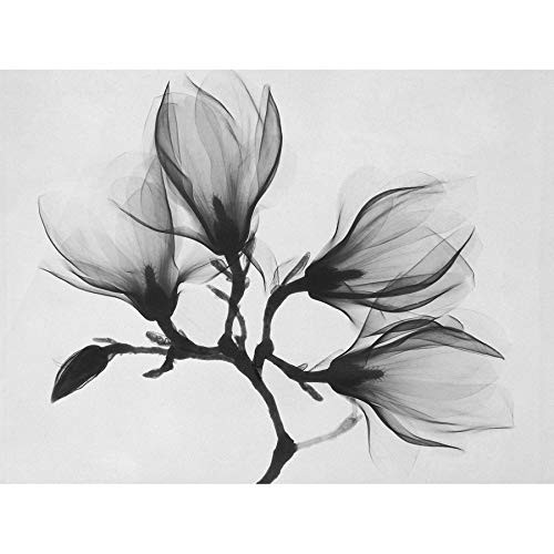 Magnolia Branch Xray Photo Unframed Art Print Poster Wall Decor 12x16 inch