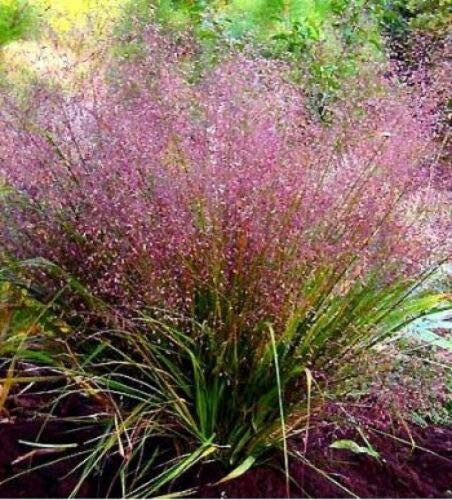 Purple Lovegrass Eragrostis Spectabilis Native Love Grass Flower rasa1ca -100 Seeds-