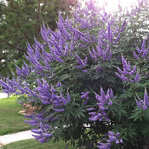 30 Seeds of Vitex Agnus-castus - Chaste Tree. Aromatic Shrub Covered with Fragrant Purple Blooms The Whole Summer