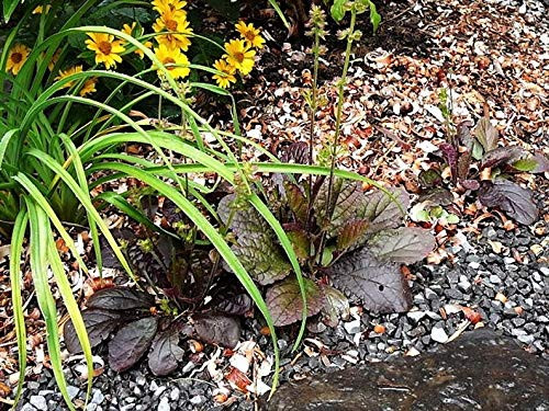 RubyShop724 15S-e-e-ds Purple Knockout Salvia Lyrata Lyre-Leaf Sage Lavender Blue F-l-o-w-er S-e-e-ds