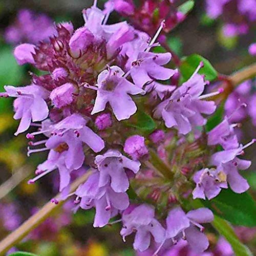Creeping Thyme Purple Groundcover Lawn jocad -4000 Seeds-