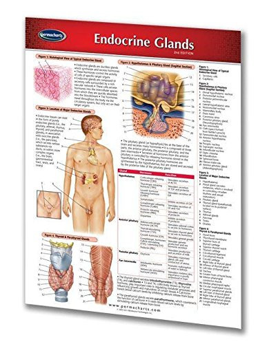 Permacharts - Endocrine Glands Chart Single Panel - -