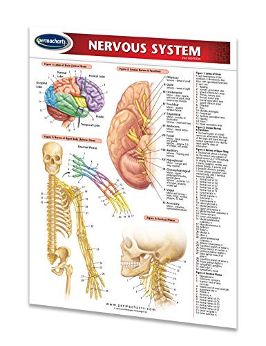 Nervous System Guide - 8.5inch x 11inch Laminated Medical Quick Reference Guide by Permacharts