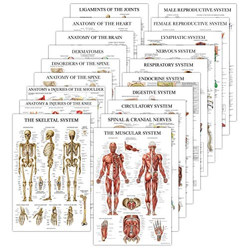 19 Pack - Anatomical Posters - Paper -Not Laminated- - Muscular- Skeletal- Digestive- Respiratory- Circulatory- Endocrine- Lymphatic- Male  and  Female- Nervous- Spinal Nerves- Anatomy Charts - 18inch x 27inch