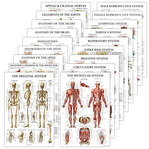 18 Pack - Anatomical Posters - Paper -Not Laminated- - Muscular- Skeletal- Digestive- Respiratory- Circulatory- Endocrine- Lymphatic- Male  and  Female- Nervous- Spinal Nerves- Anatomy Charts - 18inch x 27inch