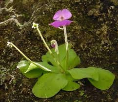 Dichondra 10 Butterwort Flower Seeds Purple.