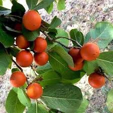 Elwyn 20 Strychnos nux Vomica Fruit Seeds Orange.