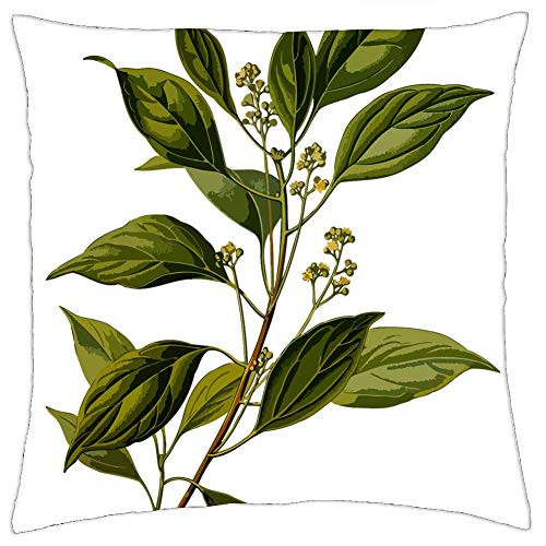 LESGAULEST Throw Pillow Cover -18x18 inch- - Branch Camphor Evergreen Herbal Medicinal Medicine LESGAULEST Throw Pillow Cover -18x18 inch- - Branch Camphor Evergreen Herbal Medicinal Medicine