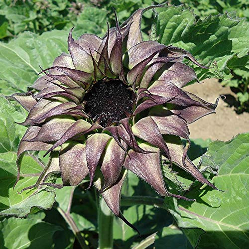 PAPCOOL Sunflower S??DS for Pl?nting - Sunfill Purple Sunflower 10 S??DS