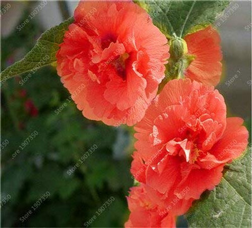 SVI Fresh 100 Pcs Double Hollyhock Alcea Rosea Flower Seeds for Planting Orange SVI Fresh 100 Pcs Double Hollyhock Alcea Rosea Flower Seeds for Planting Orange