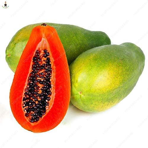 Dichondra Fresh 30pcs l Papaya Fruit Seeds for Planting Orange 1
