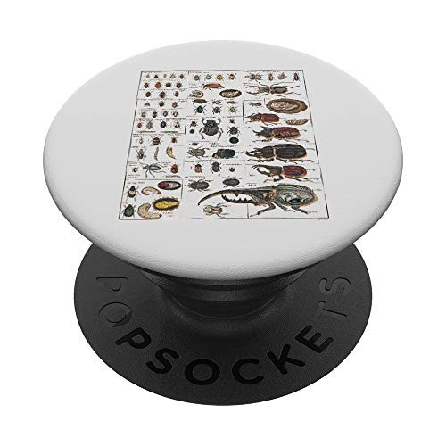 Insects Collection Species Bugs vintage Chart Entomology PopSockets PopGrip- Swappable Grip for Phones  and  Tablets