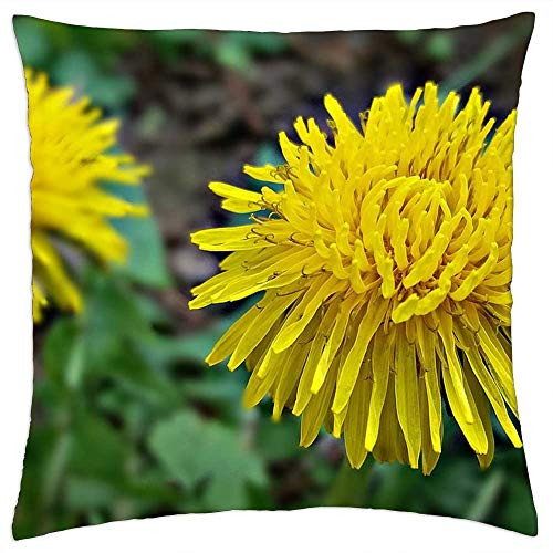 LESGAULEST Throw Pillow Cover -16x16 inch- - Sonchus Oleraceus Flower Nuns Spring Yellow Nature LESGAULEST Throw Pillow Cover -16x16 inch- - Sonchus Oleraceus Flower Nuns Spring Yellow Nature
