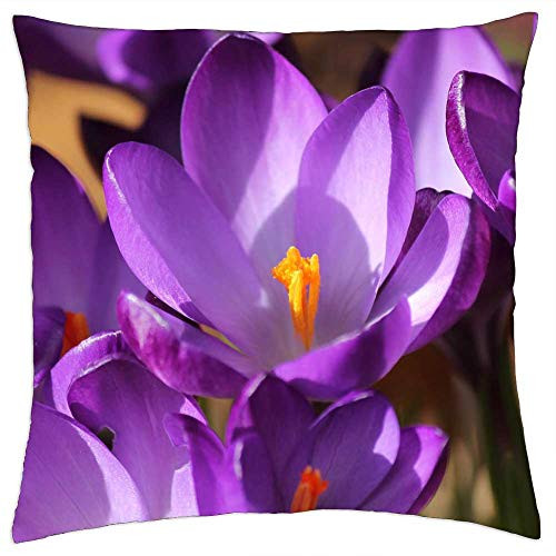 LESGAULEST Throw Pillow Cover -16x16 inch- - Crocus Spring Purple Blossom Bloom Plant Close LESGAULEST Throw Pillow Cover -16x16 inch- - Crocus Spring Purple Blossom Bloom Plant Close
