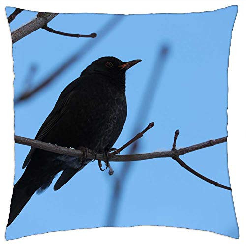 LESGAULEST Throw Pillow Cover -16x16 inch- - Blackbird Male Branch Songbird Bush Blue Nature