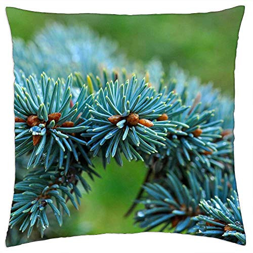 LESGAULEST Throw Pillow Cover -18x18 inch- - Dwarf Blue Fir Fir Conifer Branch Needles