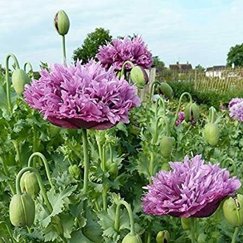 PAPCOOL Peony 300 Double Purple Peony P?ppy Fl?wer S??ds - RareS??ds for Pl?nting Grow?ng PAPCOOL Peony 300 Double Purple Peony P?ppy Fl?wer S??ds - RareS??ds for Pl?nting Grow?ng