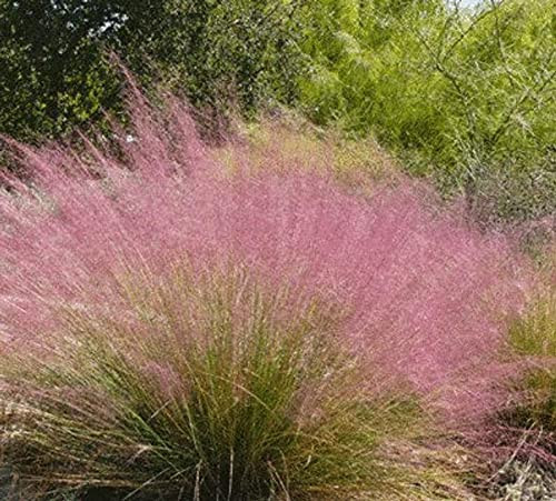 500 Purple Lovegrass Sê?ds Eragrostis spectabilis