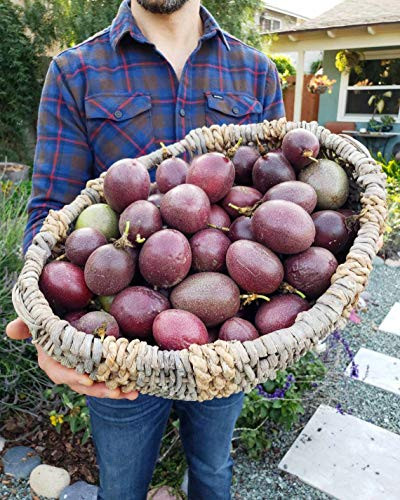 PAPCOOL Passiflora - Passion Fr?it - Lilikoi Passiflora Edulis Hawaiian Purple S??ds RareFruit ' Chanh Dây ' - 20 S??ds for Pl?nting