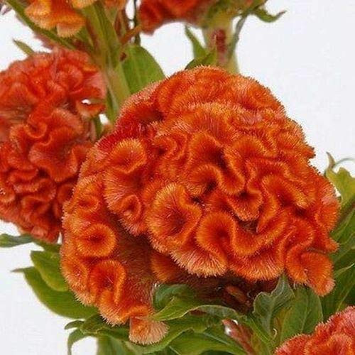 Cockscomb Orange Flower Seeds -Celosia Cristata Nana Jessica- 60PlusSeeds-- Limits