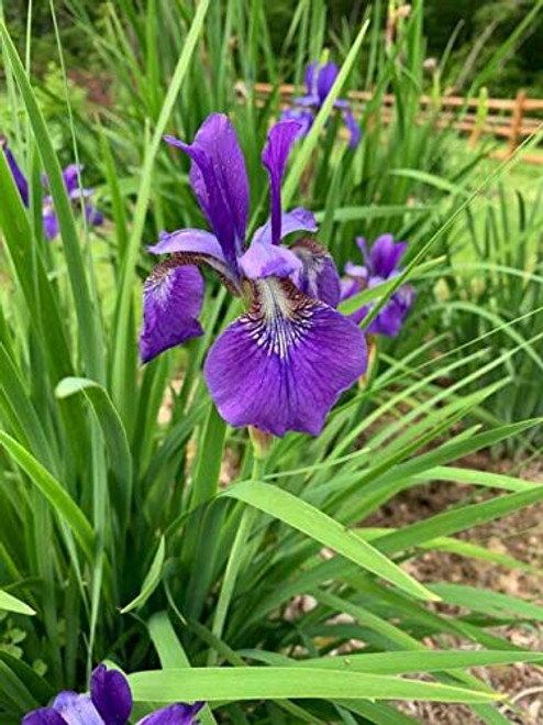 PAPCOOL Iris Fl?wer S??ds 50 Wild Purple Iris Fl?wer S??ds - RareS??ds for Pl?nting Grow?ng PAPCOOL Iris Fl?wer S??ds 50 Wild Purple Iris Fl?wer S??ds - RareS??ds for Pl?nting Grow?ng