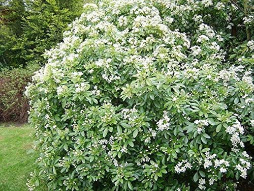 PAPCOOL Orange S??ds 50 Mock Orange Fl?wering Shr?b S??ds- RareS??ds for Pl?nting Grow?ng PAPCOOL Orange S??ds 50 Mock Orange Fl?wering Shr?b S??ds- RareS??ds for Pl?nting Grow?ng
