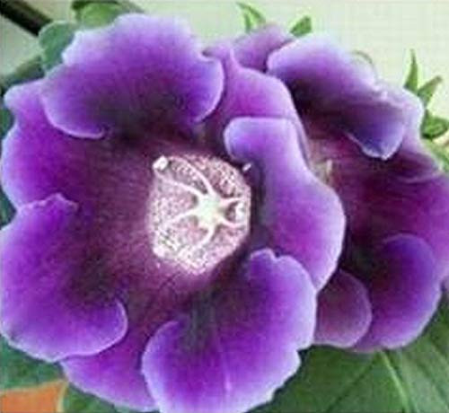 25S-e-e-ds Gloxinia Purple Empress S-e-e-ds 25S-e-e-ds Gloxinia Purple Empress S-e-e-ds