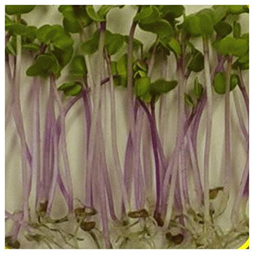 Everwilde Farms - 1/4 Lb Triton Purple Sprouting Radish Seeds - Gold Vault Everwilde Farms - 1/4 Lb Triton Purple Sprouting Radish Seeds - Gold Vault