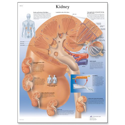 3B Scientific VR1515UU Glossy Paper Kidney Anatomical Chart- Poster Size 20inch Width x 26inch Height