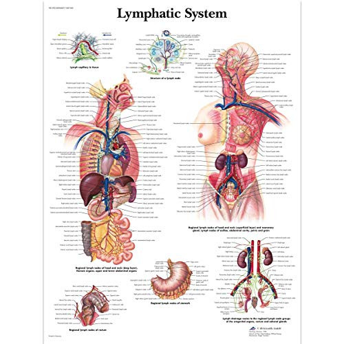 3B Scientific VR1392UU Glossy Paper Lymphatic System Anatomical Chart- Poster Size 20inch Width x 26inch Height 3B Scientific VR1392UU Glossy Paper Lymphatic System Anatomical Chart- Poster Size 20inch Width x 26inch Height