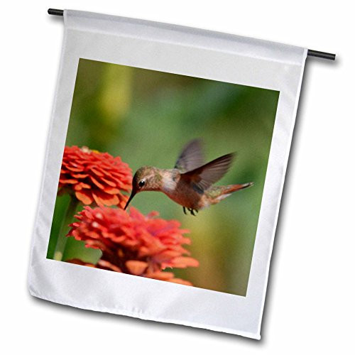 3dRose fl_63595_1 Orange Zinnias and Hummingbird Summer Photography Garden Flag- 12 by 18-Inch 3dRose fl_63595_1 Orange Zinnias and Hummingbird Summer Photography Garden Flag- 12 by 18-Inch