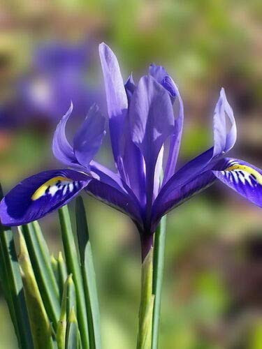 Purple Oregon IRIS Tenax ToughLeaf Iris Flower jocad -50 Seeds-