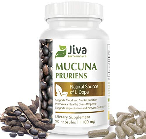 Mucuna Pruriens Capsules - 1100 mg - L Dopa Mucuna Advanced Mucuna Pruriens Powder and Velvet Bean Extract Formula by Jiva Botanicals -90 Capsules- Mucuna Pruriens Capsules - 1100 mg - L Dopa Mucuna Advanced Mucuna Pruriens Powder and Velvet Bean Extract Formula by Jiva Botanicals -90 Capsules-