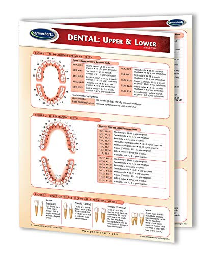 Permacharts Dental Chart - Upper  and  Lower Quick Reference Guide