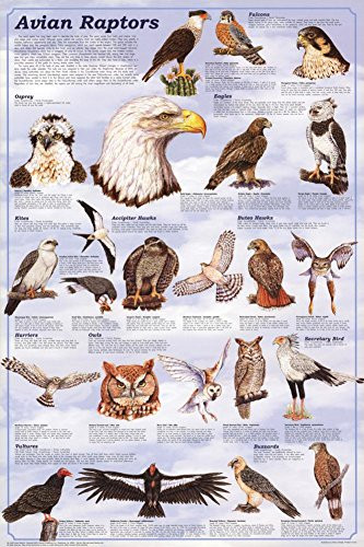 Avian Raptors Birds Of Prey Educational Science Chart Poster 24 x 36in