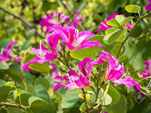 Narcissus. 20_Seeds Purple Orchid- Butterfly Tree Bauhinia purpurea- The Geranium Tree Narcissus. 20_Seeds Purple Orchid- Butterfly Tree Bauhinia purpurea- The Geranium Tree