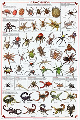 Arachnida Spider Educational Science Chart Poster 24 x 36in