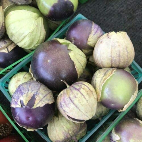 PAPCOOL Purple Mexican Husk Tomato Tomatillo 35 Se?ds Salsa Essential Non-GMO