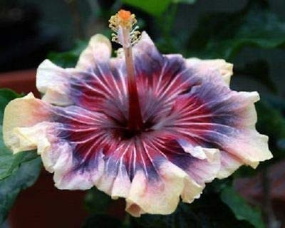 SmartMe 20 ct Cream Pink Purple Hibiscus Flower Flowers Perennial- for Gardening and Planting