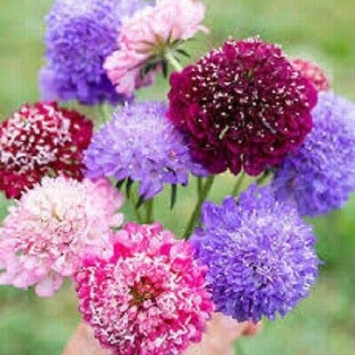 Fresh Seeds - 25 Pink Purple Pincushion Seeds Flower Perennial Flowers Seed